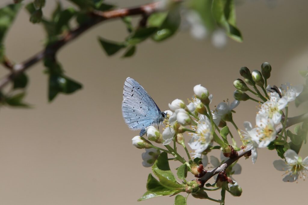 découvrez l'importance de la biodiversité pour notre planète, son rôle dans les écosystèmes et les efforts nécessaires pour sa conservation. apprenez comment chaque espèce contribue à l'équilibre naturel et pourquoi il est essentiel de protéger la diversité biologique.