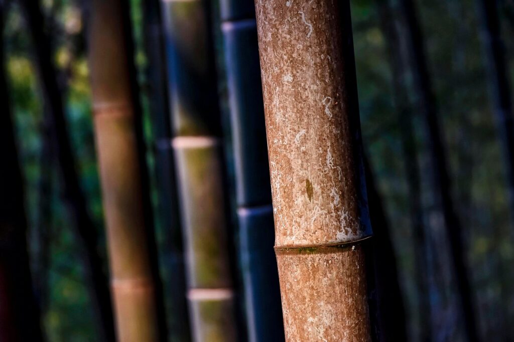 découvrez l'univers fascinant de la canne à sucre, cette plante tropicale aux multiples usages. explorez ses bienfaits, son processus de culture et son rôle essentiel dans l'industrie alimentaire et la production de biocarburants.