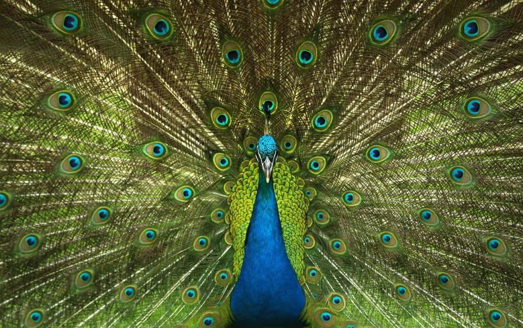 découvrez la beauté fascinante de la faune sauvage à travers des récits captivants, des photos éblouissantes et des informations essentielles sur les espèces animales et leur habitat naturel. explorez l'importance de la conservation et engagez-vous pour la protection de notre biodiversité.
