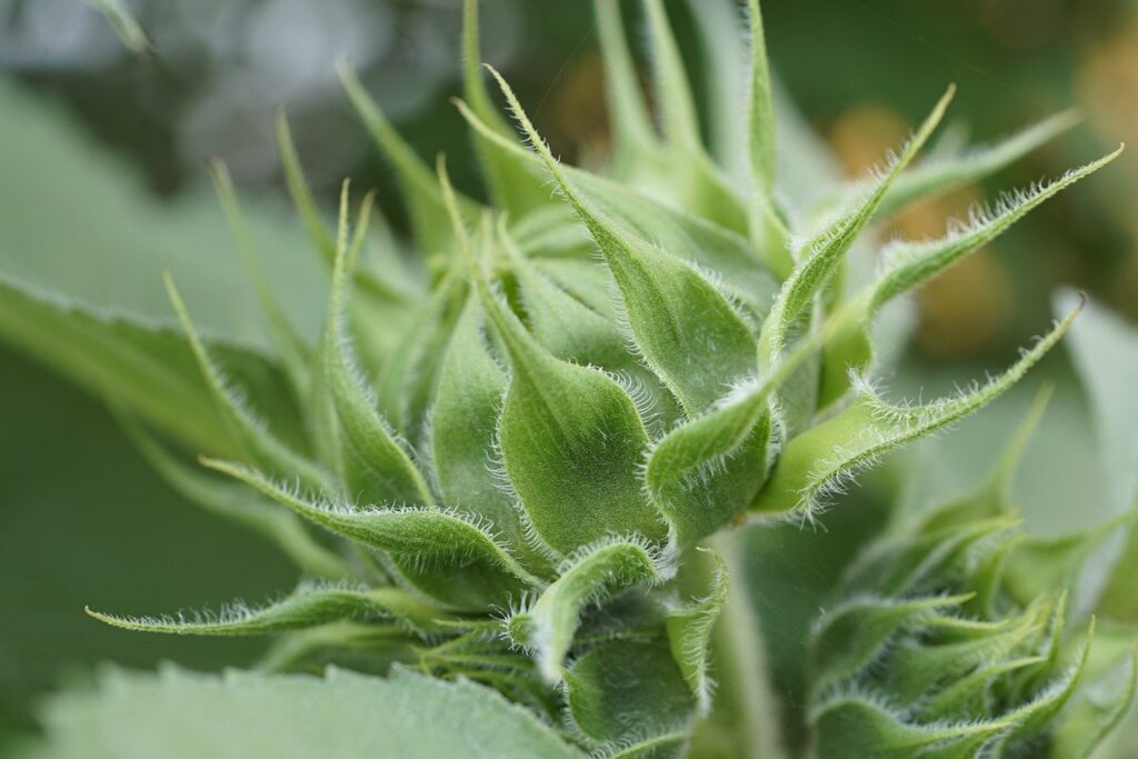 découvrez le monde fascinant de la flore avec notre guide complet sur les plantes, les fleurs et les écosystèmes. explorez la diversité des espèces végétales, apprenez à les cultiver et à les préserver tout en profitant de la beauté de la nature.