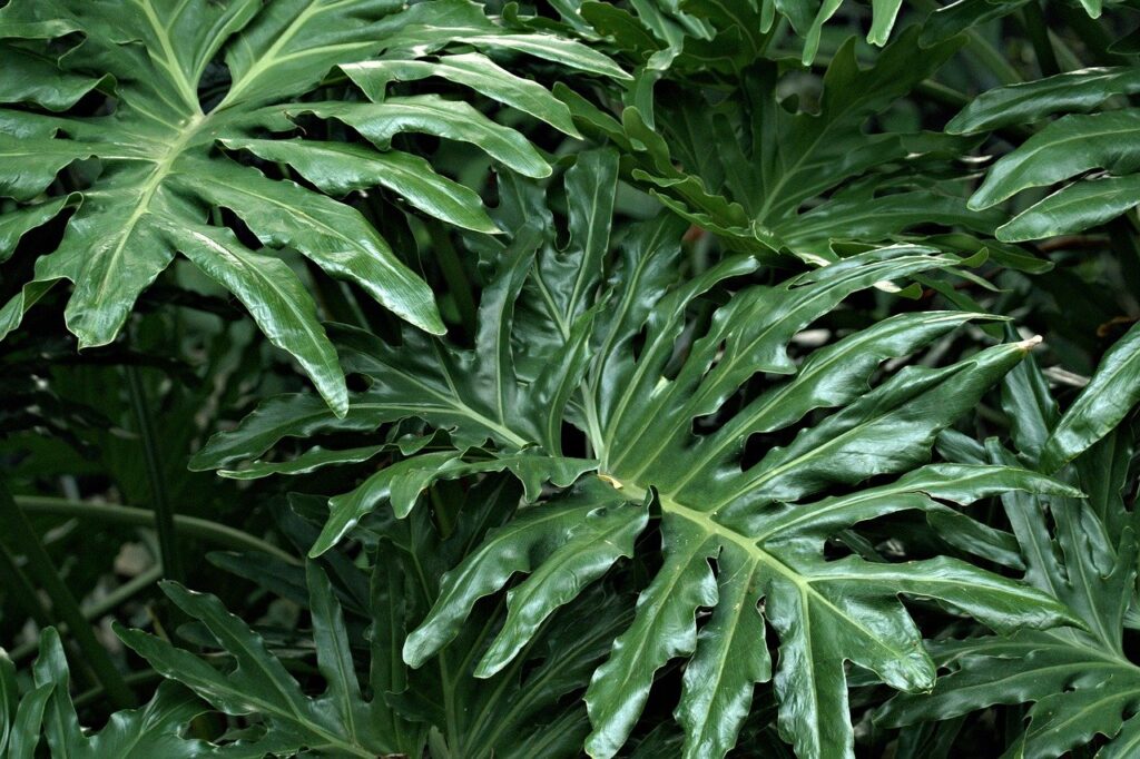 découvrez un monde vibrant de plantes tropicales, idéales pour embellir votre intérieur ou votre jardin. apportez une touche d'exotisme et de couleur à votre espace avec notre sélection de fougères, palmiers et autres espèces luxuriantes.