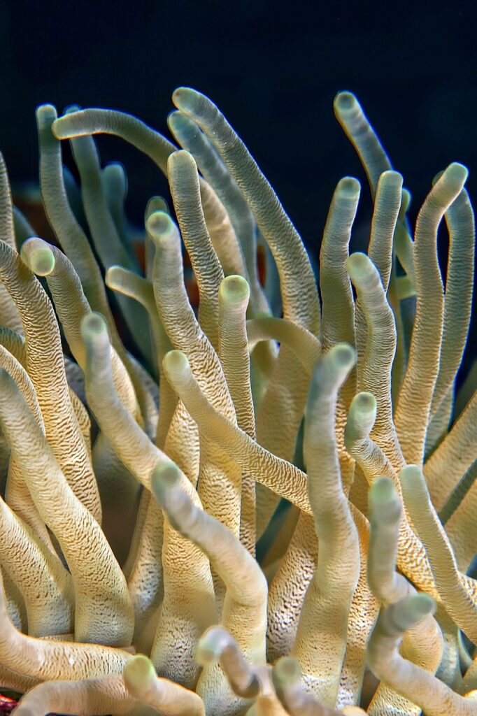 découvrez l'univers fascinant des coraux : ces organismes marins aux couleurs vives jouent un rôle essentiel dans les écosystèmes marins. apprenez-en plus sur leur habitat, leur importance pour la biodiversité et les menaces qui pèsent sur eux.