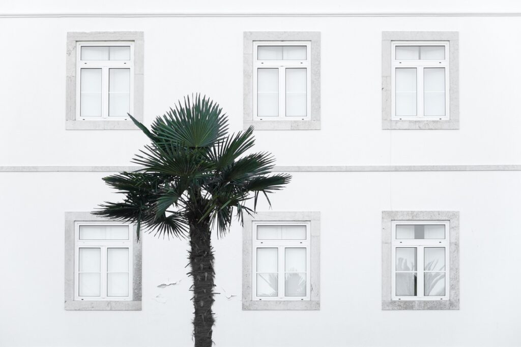 découvrez l'univers fascinant des palmiers : véritables symboles de vacances et de détente, ces arbres emblématiques apportent une touche exotique à votre jardin ou votre intérieur. explorez les différentes espèces, leurs caractéristiques et des conseils pour leur entretien.