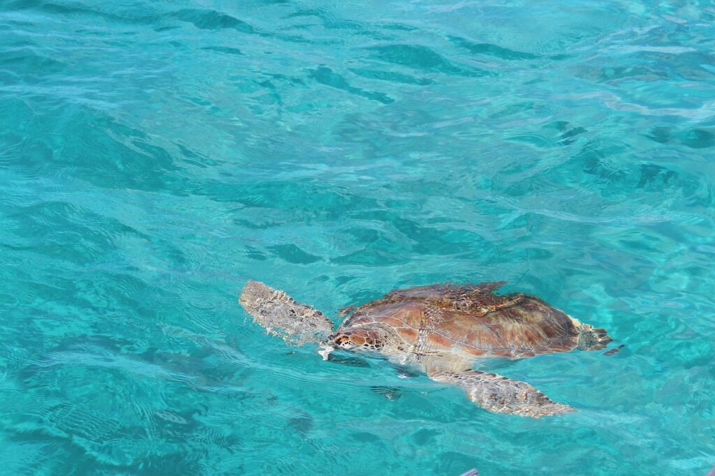 découvrez les merveilleuses îles des caraïbes, un paradis tropical offrant des plages de sable fin, des eaux cristallines, une culture vibrante et une cuisine exquise. parfait pour les amateurs d'aventure, de détente et d'exploration.