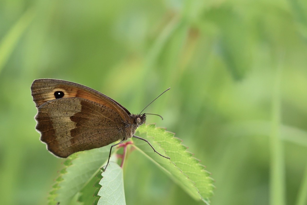 découvrez l'univers fascinant de la flore avec flora, votre guide complet sur les plantes, leur cultivation et leurs bienfaits pour l'environnement. plongez dans le monde des espèces végétales, apprenez à entretenir votre jardin et explorez les merveilles de la nature.