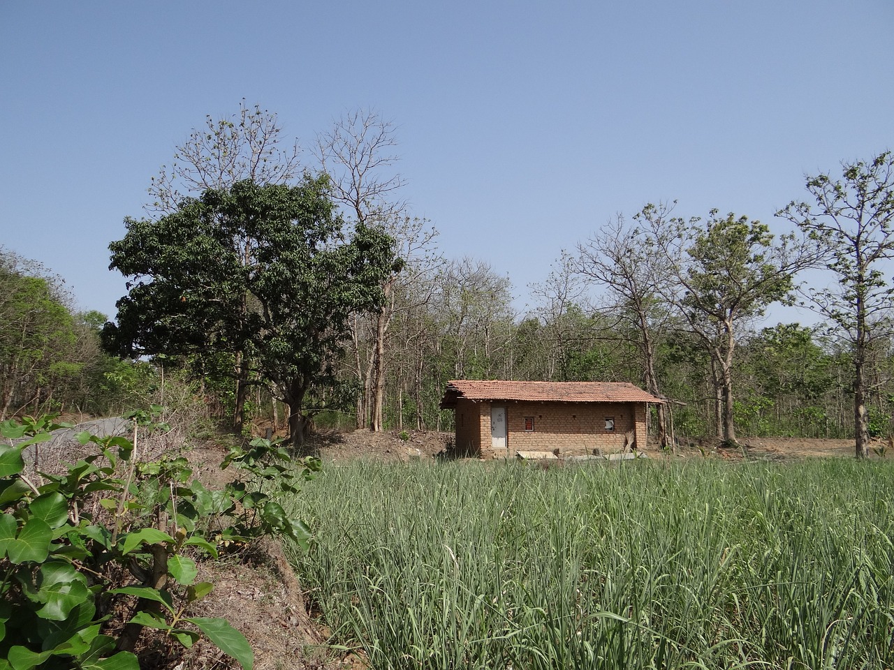 découvrez l'univers de la canne à sucre, une plante aux multiples utilisations, de la production de sucre aux applications industrielles. explorez ses bienfaits, son histoire et son importance dans l'agriculture moderne.